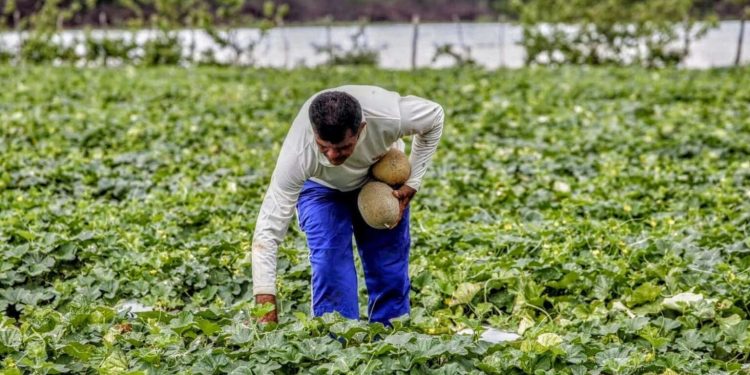 Garantia Safra começa a ser pago para quase 80 mil agricultores do Ceará