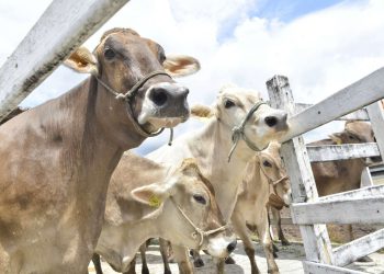 Governador anuncia que o Ceará alcançou a meta de vacinas compradas contra febre aftosa