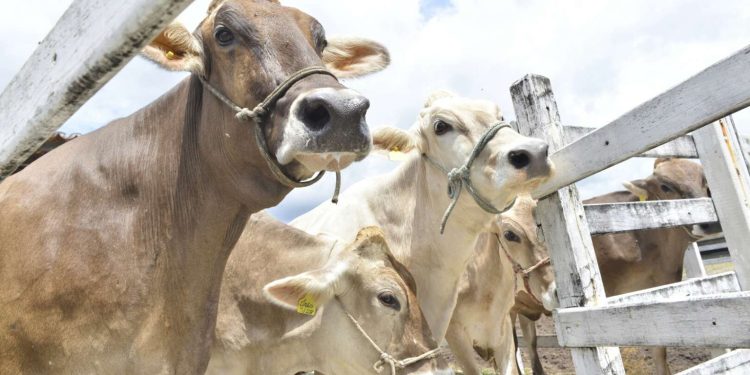 Governador anuncia que o Ceará alcançou a meta de vacinas compradas contra febre aftosa