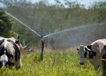 PIB cearense cresce 3,86% no 2º trimestre de 2025 incentivado pela agropecuária e supera índices nacional